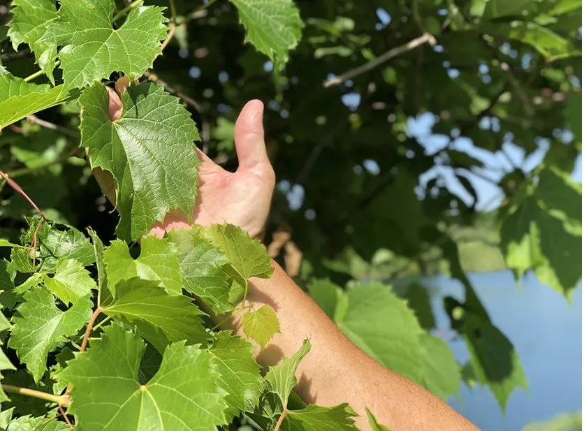 ブドウの葉をプラスチックの樽に入れて塩水に浸す