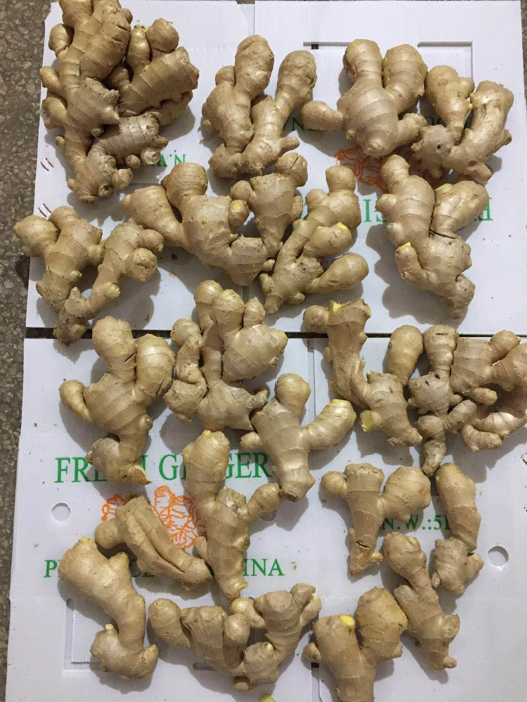 Best Quality Big Size Fresh Dry Ginger