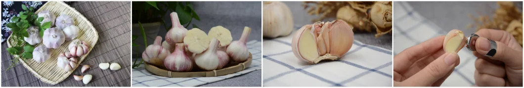 Fresh Peeled Garlic Normal White /Pure White Garlic