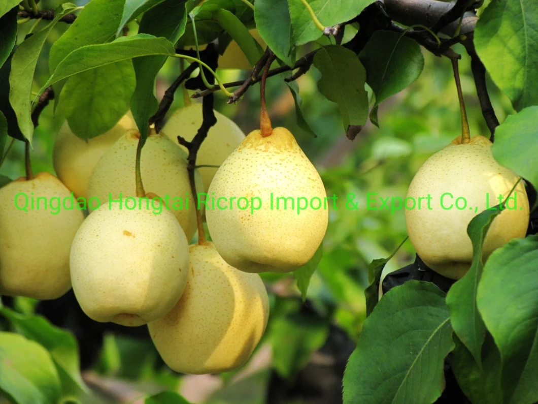 New Delicious Ya Pear of Exporting to South American Markets