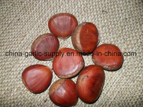New Season Chinese Fresh Chestnut Chestnuts Fresh for Export Hot Sell Raw Chestnuts