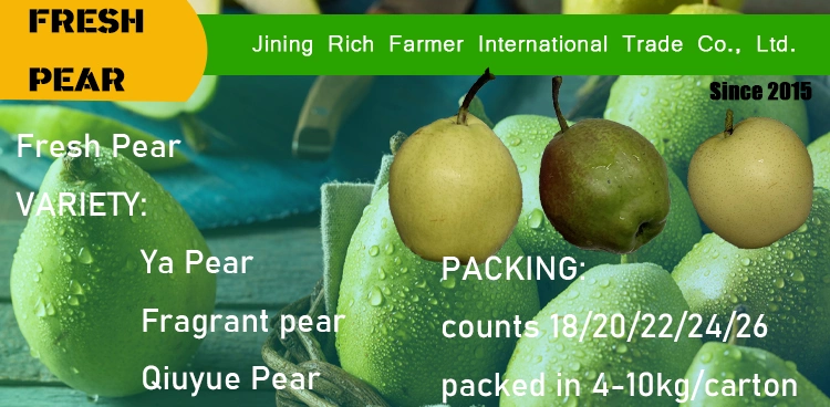 Chinese New Crop Fresh Pear in Sale Season