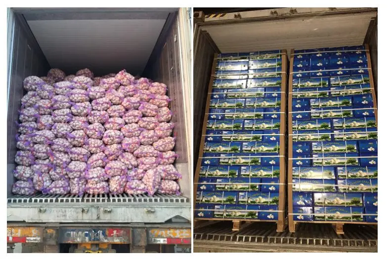 Wholesale 4.5cm 5.0cm 5.5cm 6.0cm 10kg Carton Normal White Fresh Garlic Price
