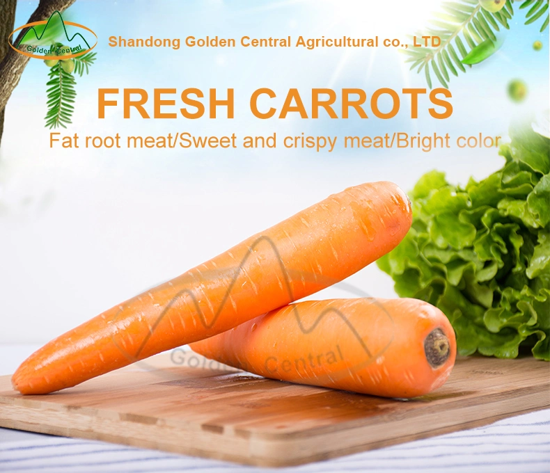 Fresh Organic High Quality in Carton S M L Fresh Carrot