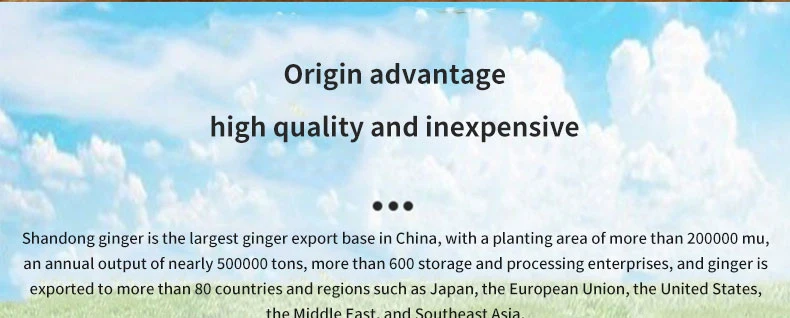 Fresh Ginger Origin Vietnam Best Quality Spices All Kinds Bulk Fresh Ginger Organic Ginger Fresh Ginger Crop Ginger for Wholesale