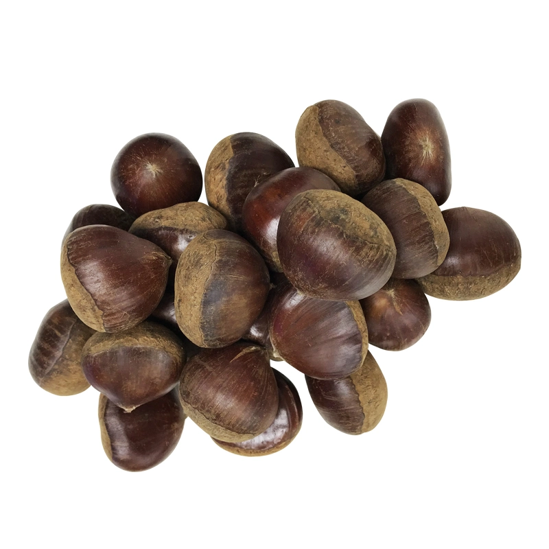 Chinese Factory Chestnut Fresh Chinese Big Chestnuts
