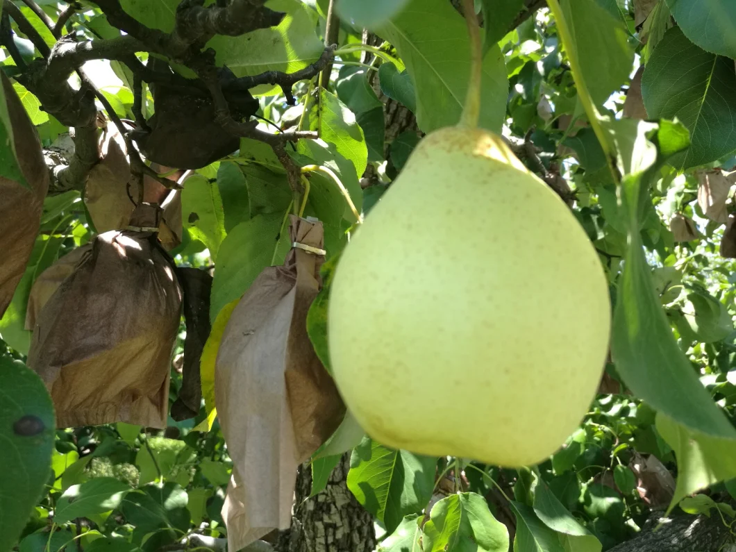 Fresh Ya Pear