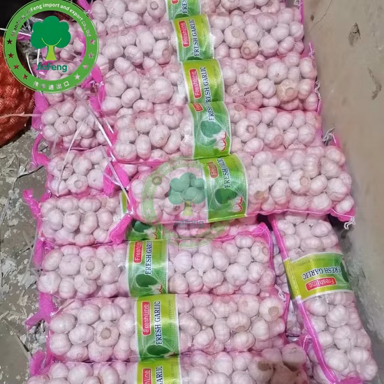 中国産の高品質の新鮮な白ニンニクの新種