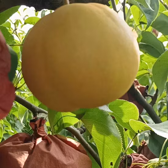 南米市場に輸出された新しいおいしいヤナギの果実