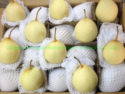 南米市場に輸出された新しいおいしいヤナギの果実