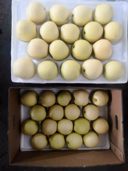 2023年収穫、新シーズン、山東緑梨、新鮮な冠梨、雅梨